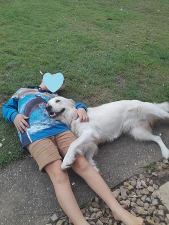 Golden Retriever for sale by ELROSA