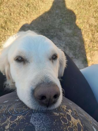 Golden Retriever for sale by ELROSA