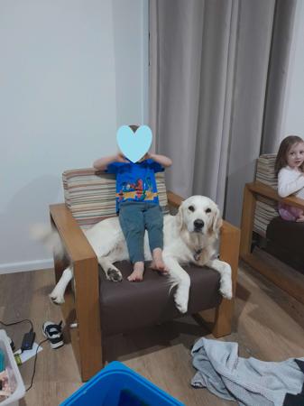 Golden Retriever for sale by ELROSA