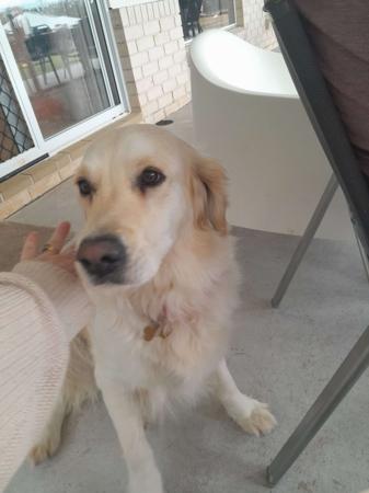 Golden Retriever for sale by ELROSA