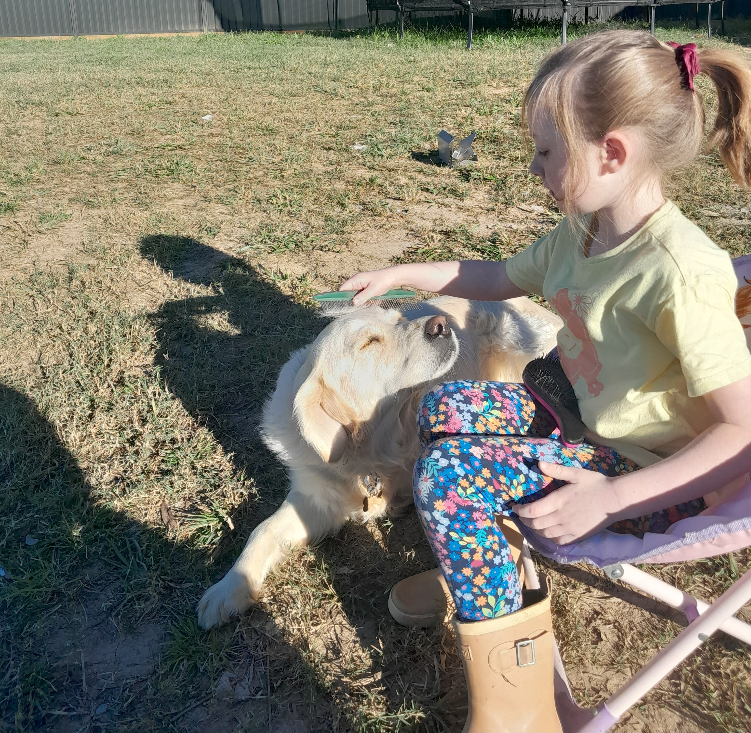 Golden Retriever for sale by ELROSA