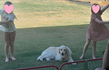 Golden Retriever for sale by ELROSA