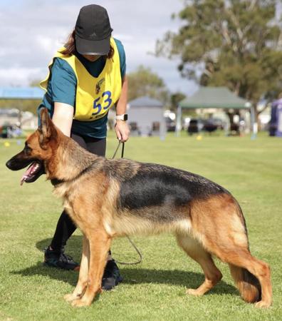 German Shepherd Dog for sale by MONTUNIA