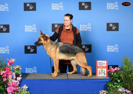 German Shepherd Dog for sale by MONTUNIA