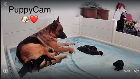 German Shepherd Dog for sale by MONTUNIA