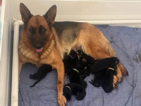 German Shepherd Dog for sale by MONTUNIA