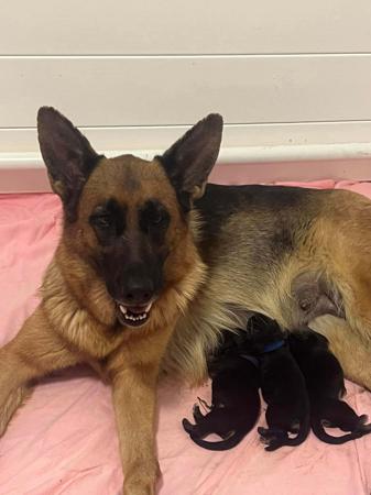 German Shepherd Dog for sale by MONTUNIA