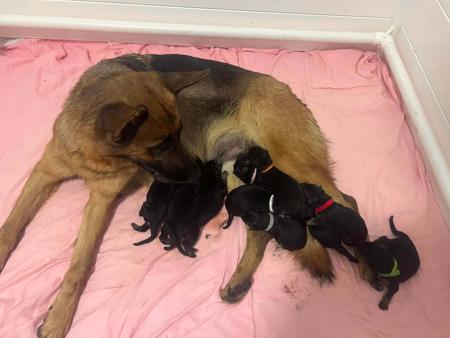 German Shepherd Dog for sale by MONTUNIA