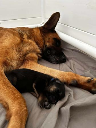 German Shepherd Dog for sale by MONTUNIA