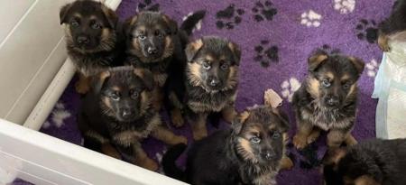 German Shepherd Dog for sale by MONTUNIA