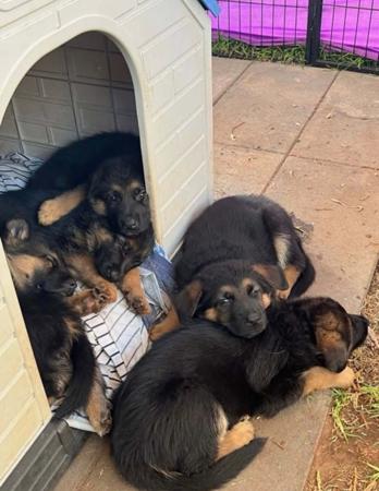 German Shepherd Dog for sale by MONTUNIA