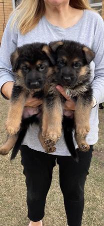 German Shepherd Dog for sale by MONTUNIA