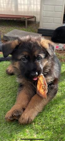 German Shepherd Dog for sale by MONTUNIA