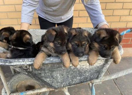 German Shepherd Dog for sale by MONTUNIA