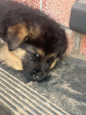 German Shepherd Dog for sale by MONTUNIA