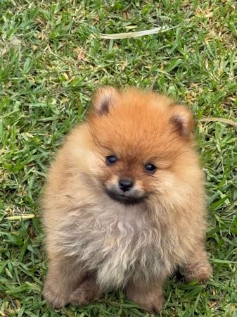 Pomeranian for sale by LISFLEUR