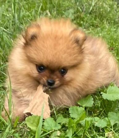 Pomeranian for sale by LISFLEUR