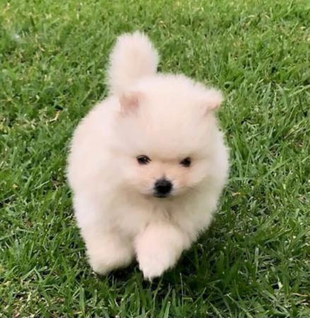 Pomeranian for sale by LISFLEUR
