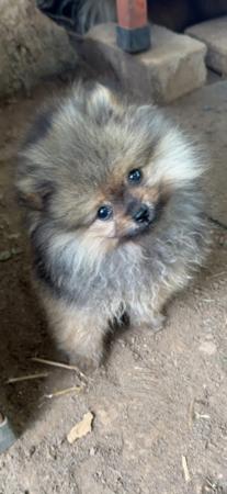 Pomeranian for sale by LISFLEUR