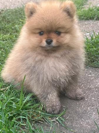 Pomeranian puppy for sale by LISFLEUR
