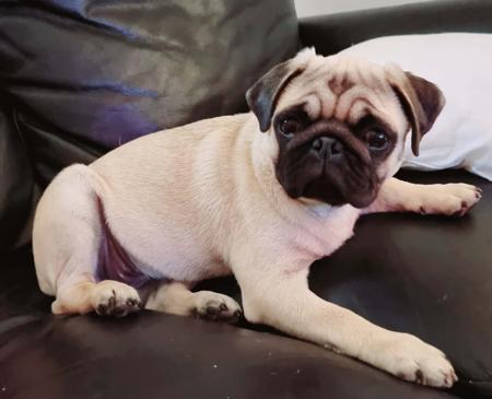 Pug for sale by SAPPPHIREPUPS