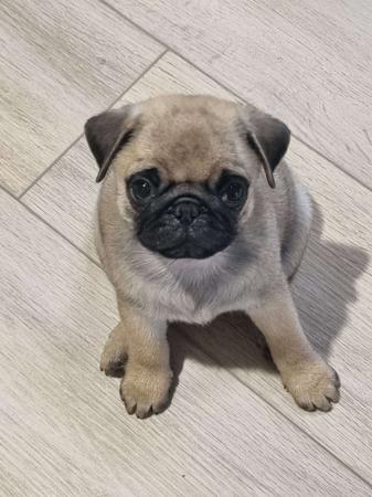 Pug for sale by SAPPHIREPUPS