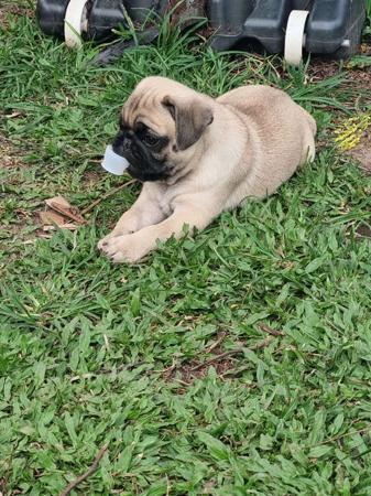 Pug for sale by SAPPHIREPUPS
