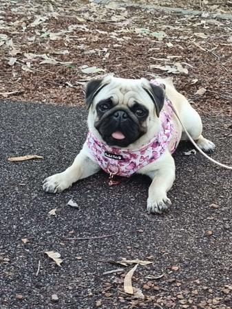 Pug for sale by SAPPHIREPUPS