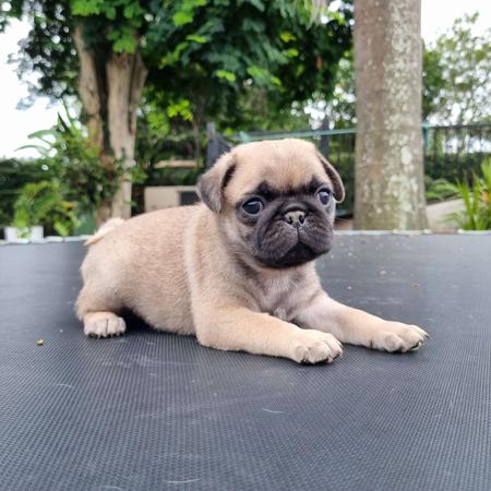 Pug for sale by SAPPHIREPUPS
