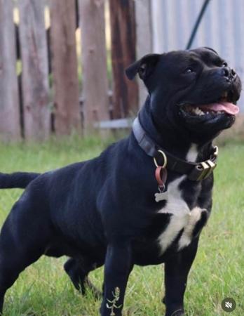 Staffordshire Bull Terrier for sale by BCCBULLY