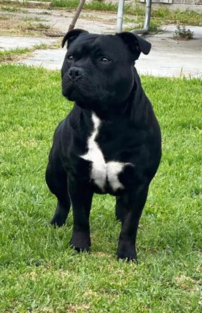 Staffordshire Bull Terrier for sale by BELLACOCKRAM