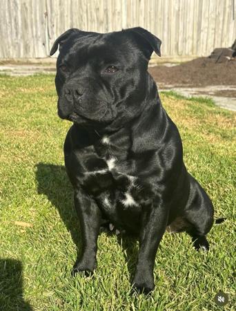 Staffordshire Bull Terrier for sale by BCCBULLY