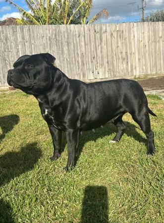 Staffordshire Bull Terrier for sale by BCCBULLY