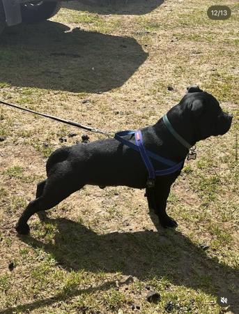 Staffordshire Bull Terrier for sale by BCCBULLY