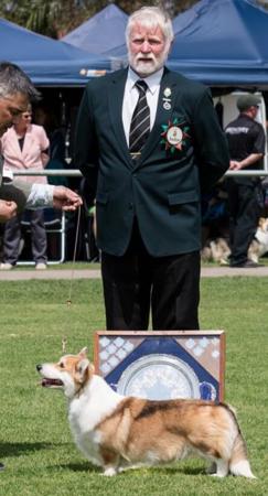 Welsh Corgi (Pembroke) for sale by HARRISBAY