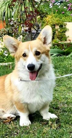 Welsh Corgi (Pembroke) for sale by HARRISBAY