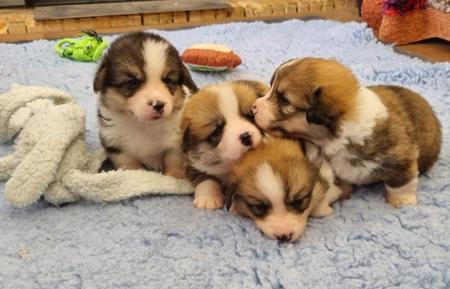 Welsh Corgi (Pembroke) for sale by HARRISBAY