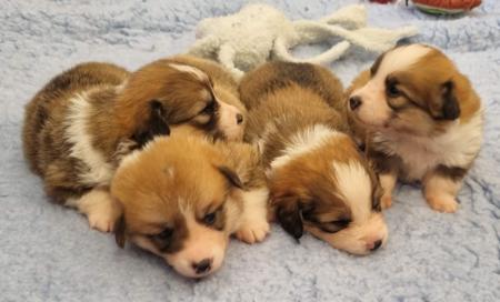 Welsh Corgi (Pembroke) for sale by HARRISBAY