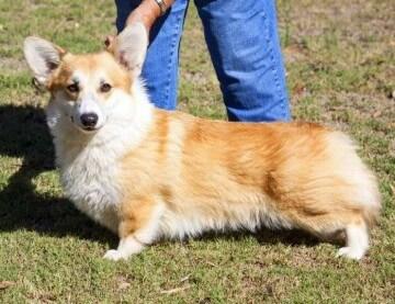 Welsh Corgi (Pembroke) for sale by HARRISBAY