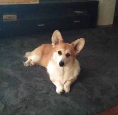 Welsh Corgi (Pembroke) for sale by HARRISBAY