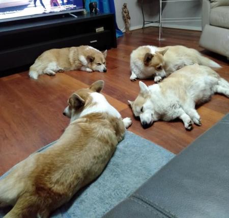 Welsh Corgi (Pembroke) for sale by HARRISBAY