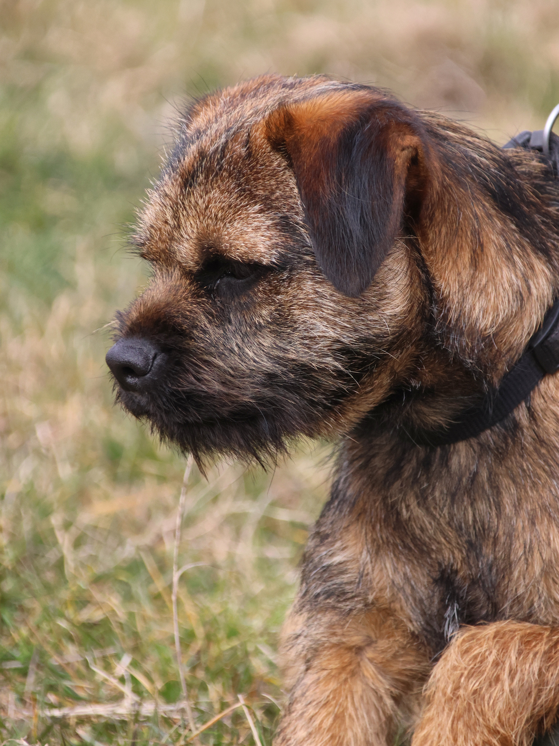 Fernbrook Rusty Rufus Border Terrier - Owned by M&L Wendelborn