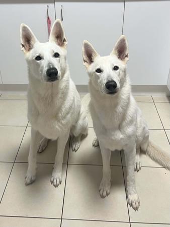 White Swiss Shepherd Dog for sale by BLANCLEE