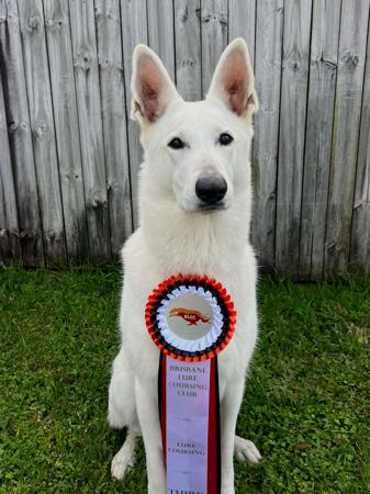 White Swiss Shepherd Dog for sale by BLANCLEE