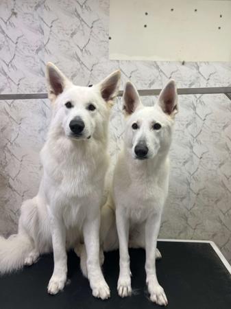 White Swiss Shepherd Dog for sale by BLANCLEE