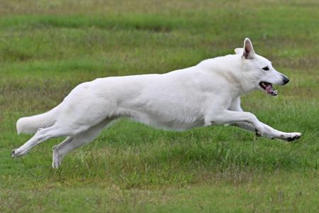 White Swiss Shepherd Dog for sale by BLANCLEE