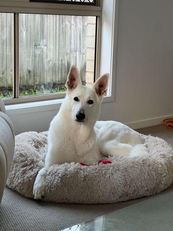 White Swiss Shepherd Dog for sale by BLANCLEE