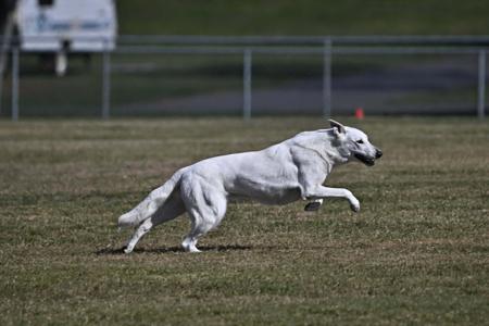 White Swiss Shepherd Dog for sale by BLANCLEE