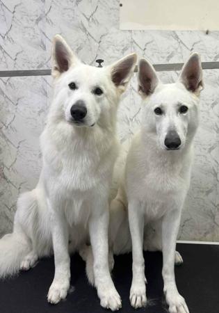 White Swiss Shepherd Dog for sale by BLANCLEE