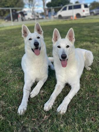 White Swiss Shepherd Dog for sale by BLANCLEE